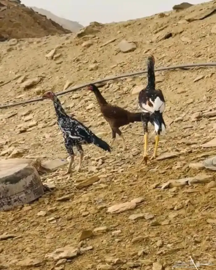 دجاج سندي ( ناوان ) 4