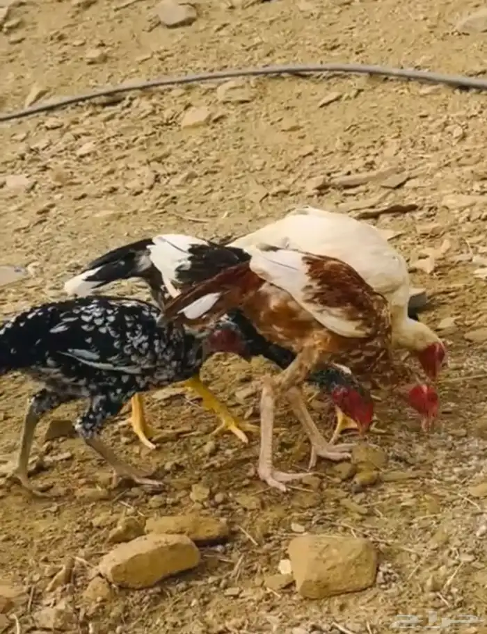 دجاج سندي ( ناوان ) 6