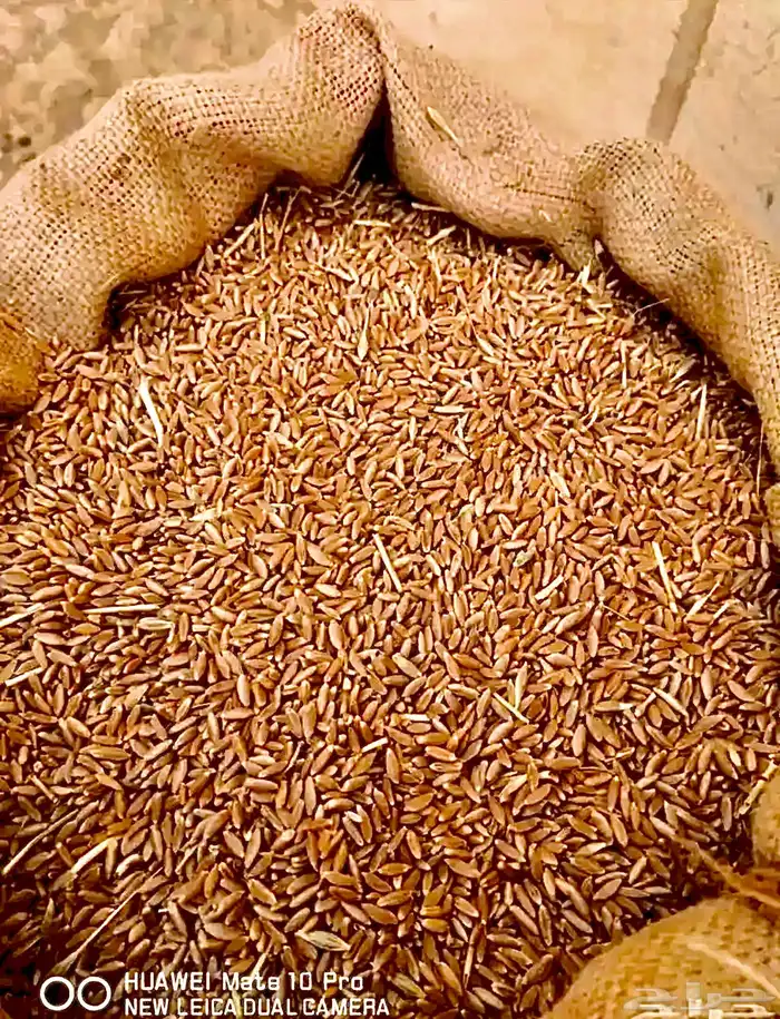 حب بر بللسمر قمح عضوي 0