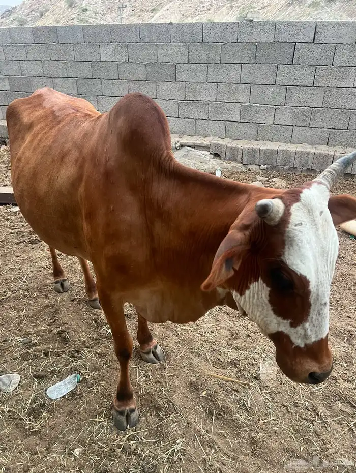 بقره 0