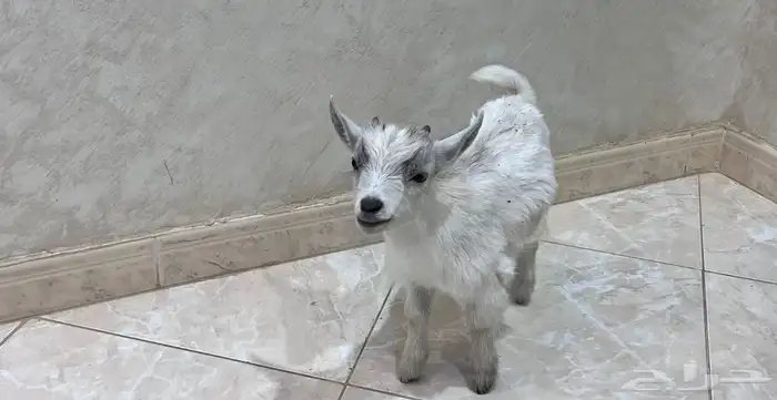 ماعز قزم 1