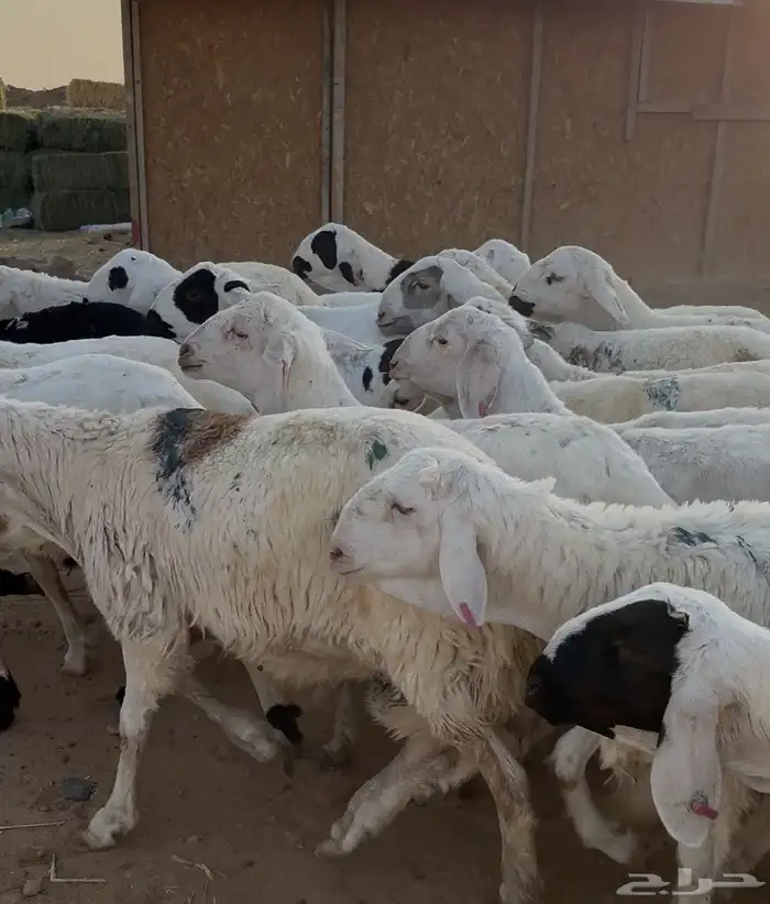 ذبايح للبيع يوجد توصيل شرق الرياض 5