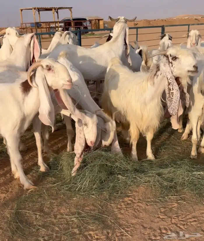 معزا بيض صنف 3