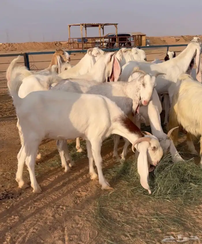 معزا بيض صنف 2