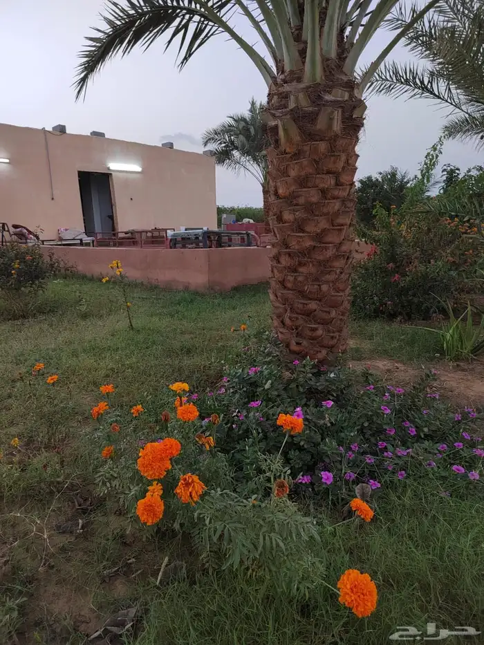 مزرعة جيزان 0