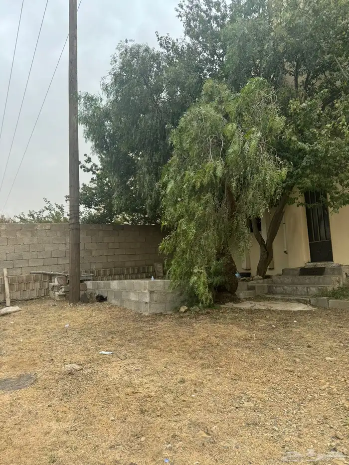 بل يوميه السوده 11