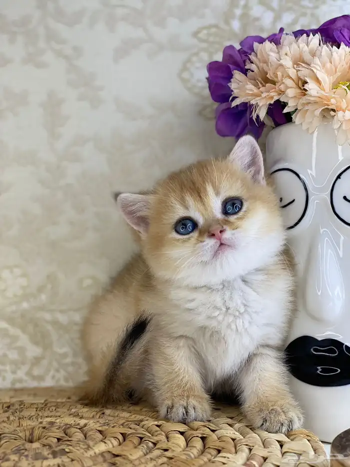 قطط قطه قطوه قطو بيرشن برتش بيكي فيس كيتن cat سكوتش فولد 19