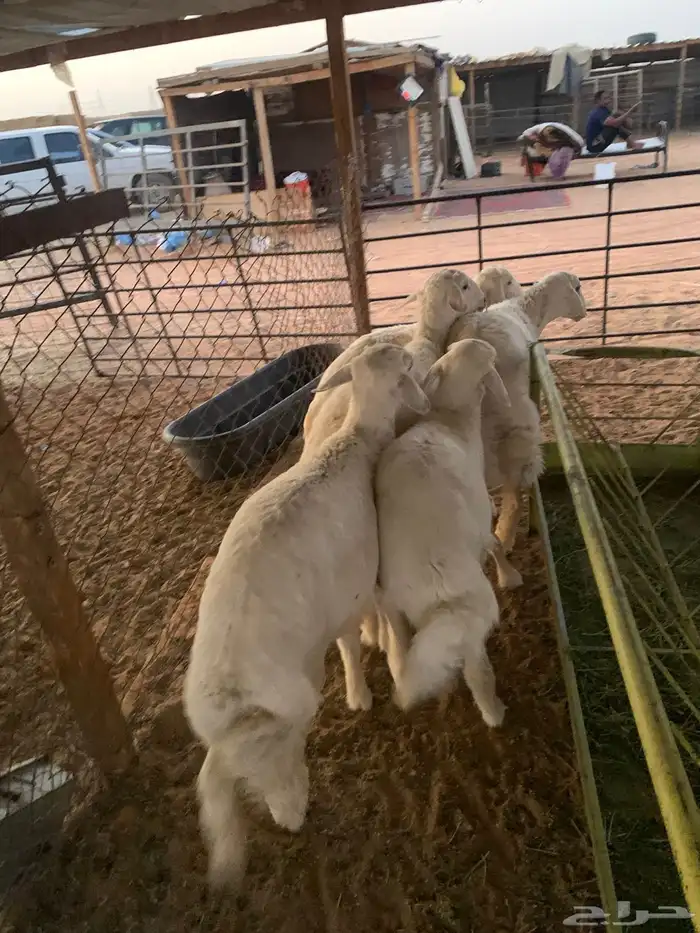 ذبايح حريات 0