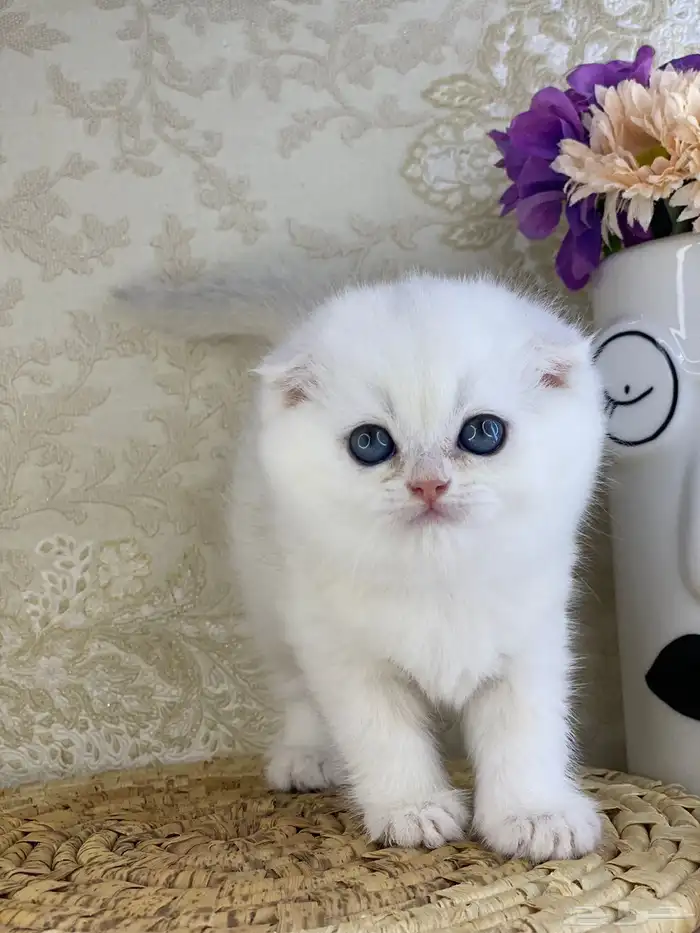 قطط قطه قطوه قطو بيرشن برتش بيكي فيس كيتن cat سكوتش فولد 8
