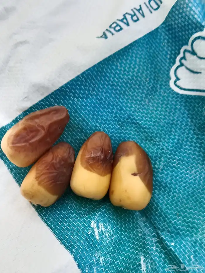 محصول رطب عدد 40 نخلة 1