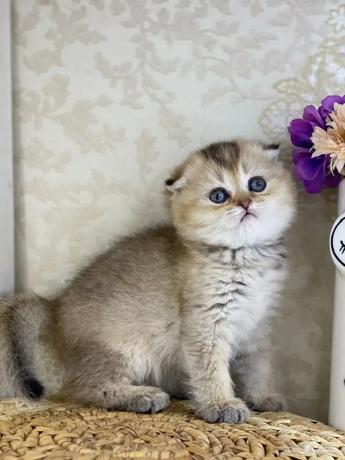 قطط قطه قطوه قطو بيرشن برتش بيكي فيس كيتن cat سكوتش فولد 16