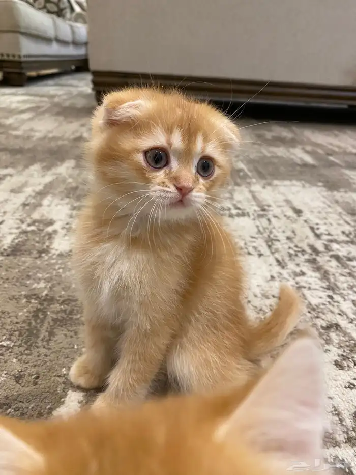 قطط سكوتش للبيع بسعر مغري 3
