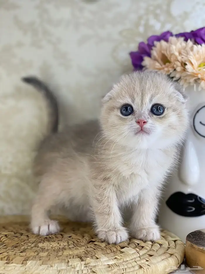 قطط قطه قطوه قطو بيرشن برتش بيكي فيس كيتن cat سكوتش فولد 5