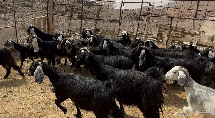 معزاء عوارض 1