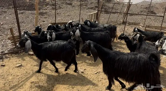 معزاء عوارض 2