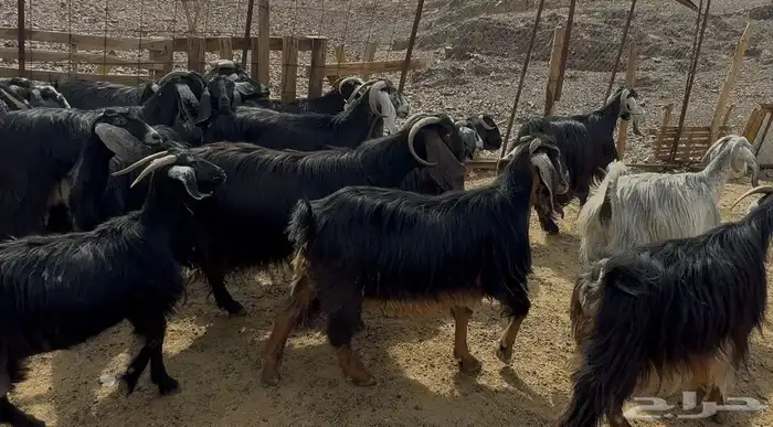 معزاء عوارض 3