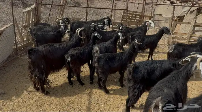 معزاء عوارض 4