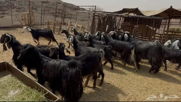 معزاء عوارض 0