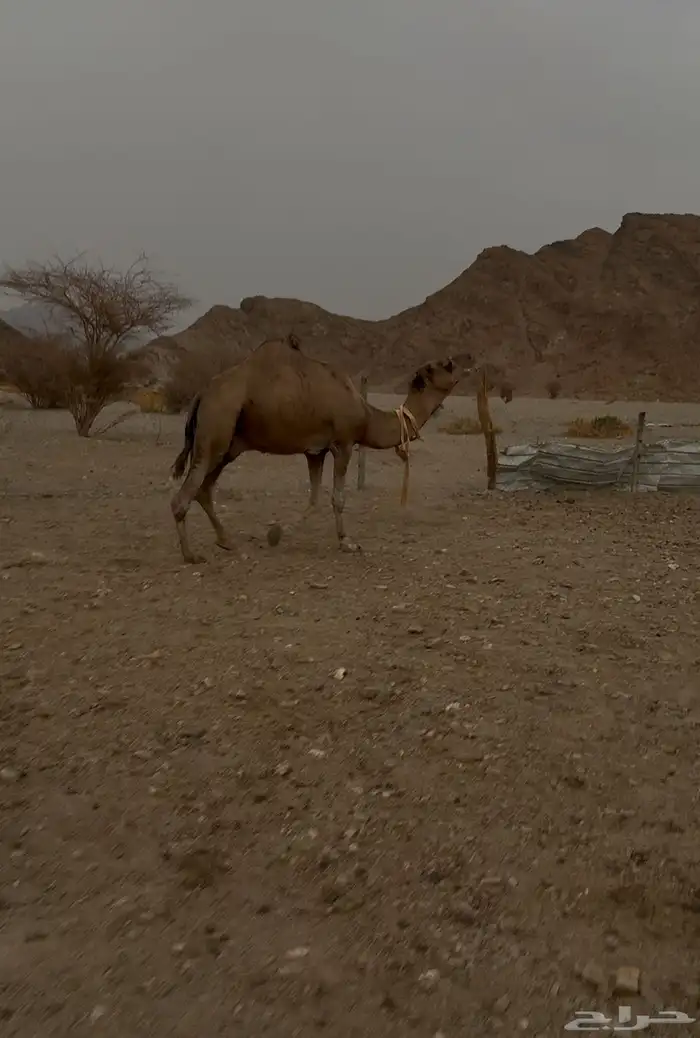 جمل احمر 0