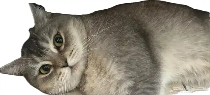 للبيع قطة سكوتش ستريت حامل 0