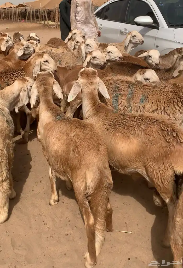 98 راس طليان سواكن مرابي 5