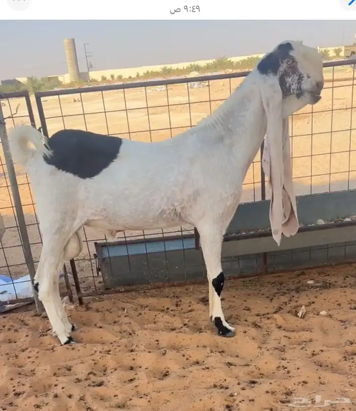 تم البيع 0