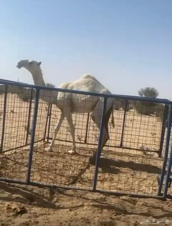 بكره تماميه كفو 0