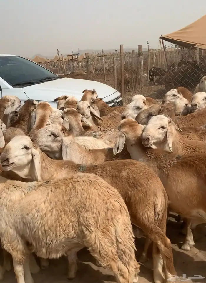 98 راس طليان سواكن مرابي 3