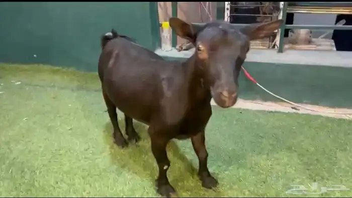 للبيع ماعز غزمي مكس 5