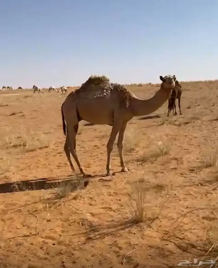 للبيع قعود هجن لقي 1