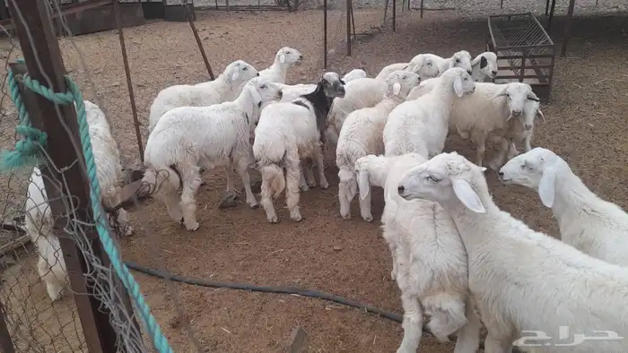 طليان للبيع 1