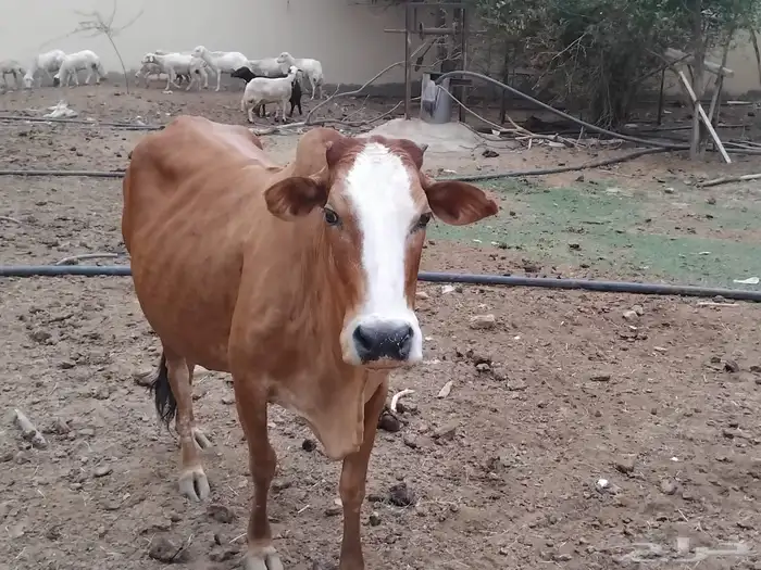 بقر للبيع 4