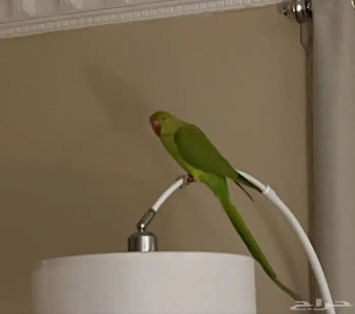 ببغاء دره 0