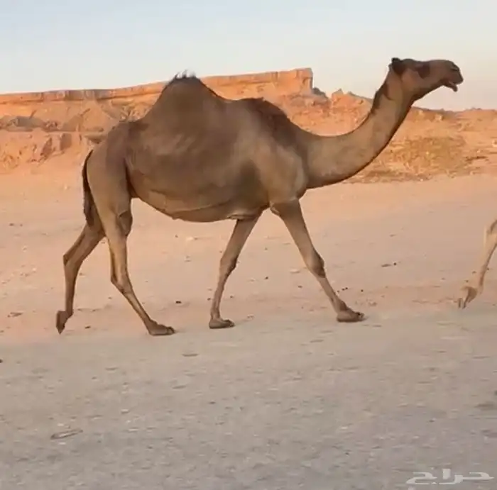 ابل جمله للبيع 3