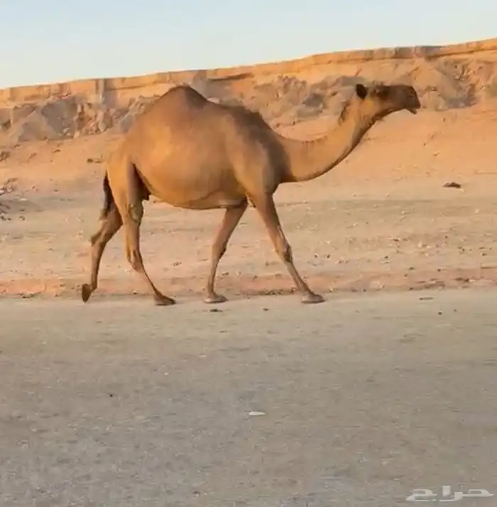 ابل جمله للبيع 4