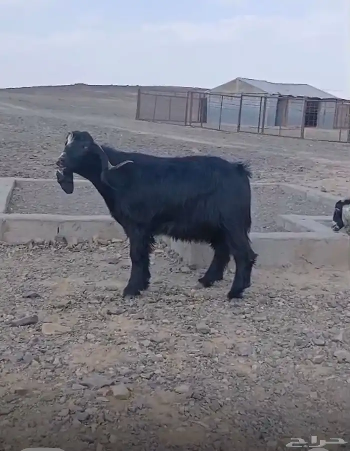 تيس جرم حصان حار جدا  من مراح نظيف سنه رباع بالحناكيه 3