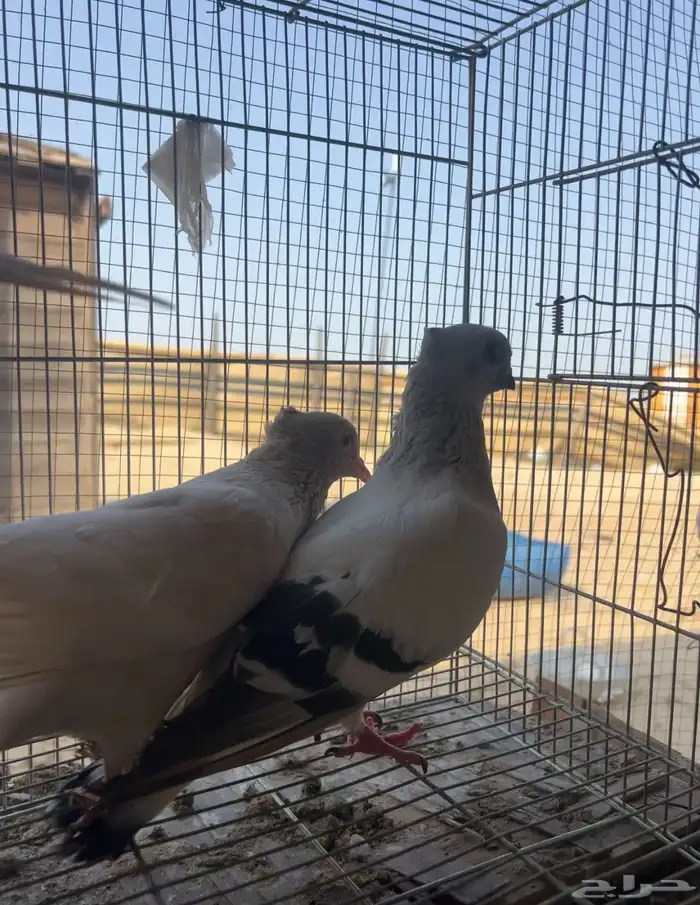 حمام للبيع 4