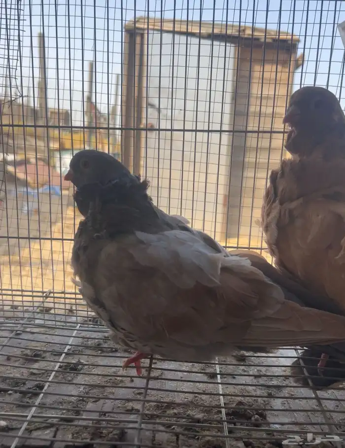 حمام للبيع 0