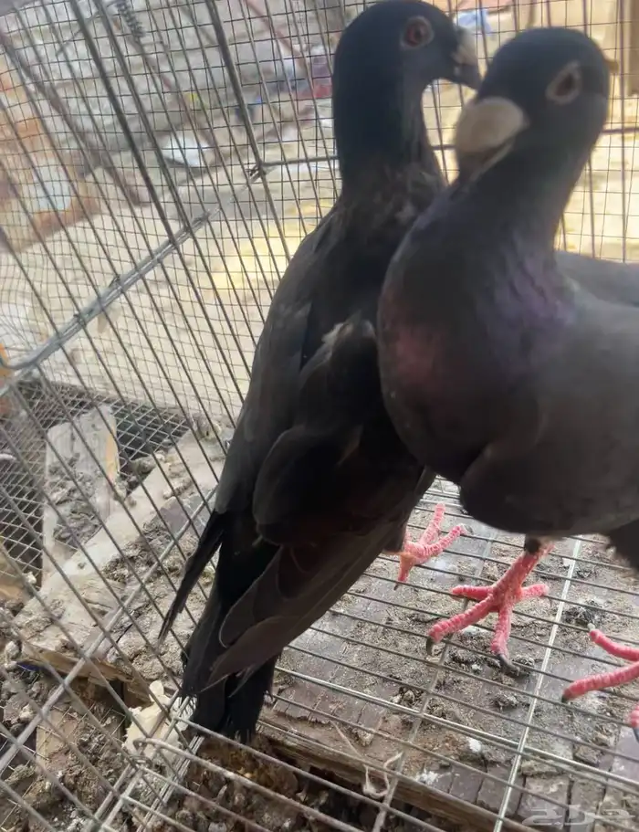حمام للبيع 7