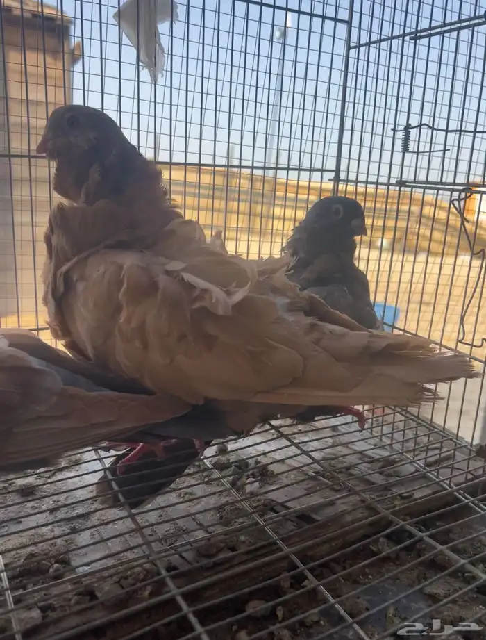 حمام للبيع 1