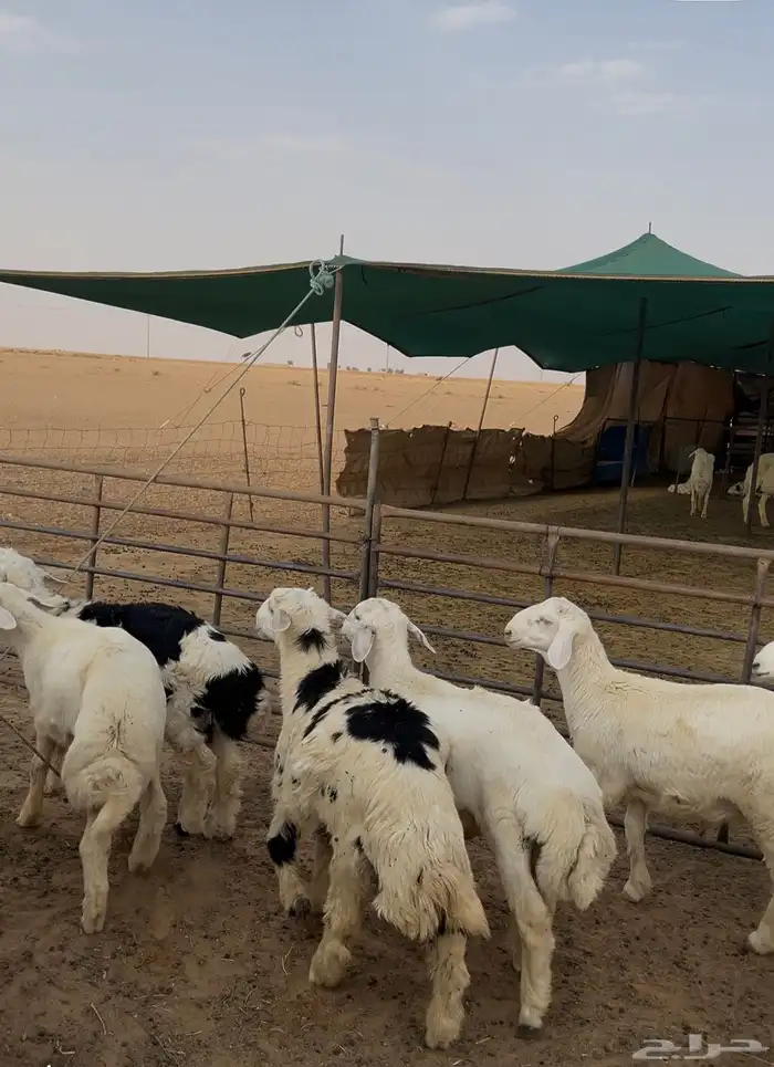 بهم حري خرفان 4