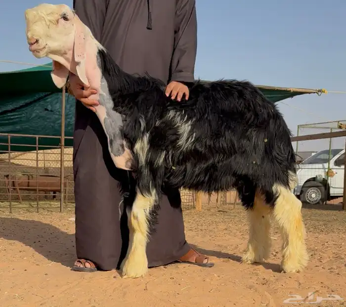 طلي مشروع فحل كفو 0