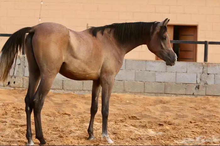 مهر واهو 1