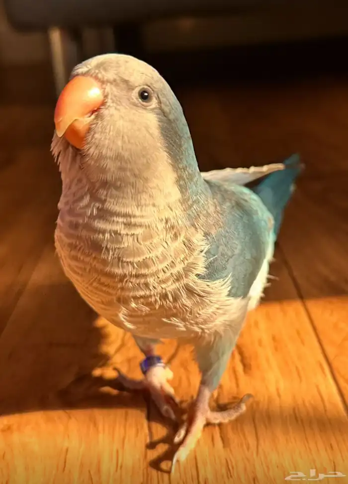 ببغاء كويكر اليف 0