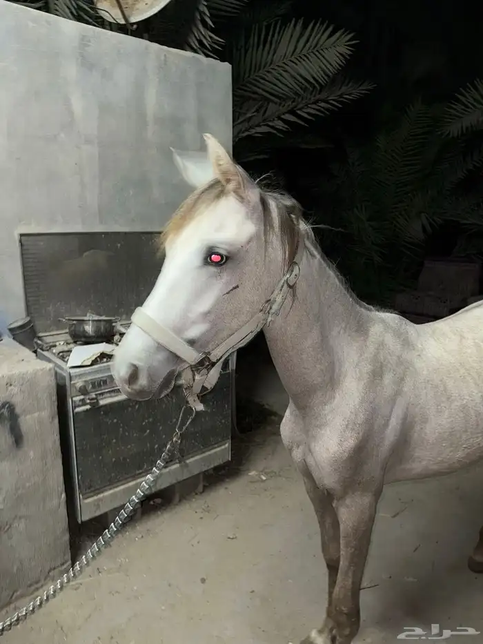 للبيع مهر اشعل 1
