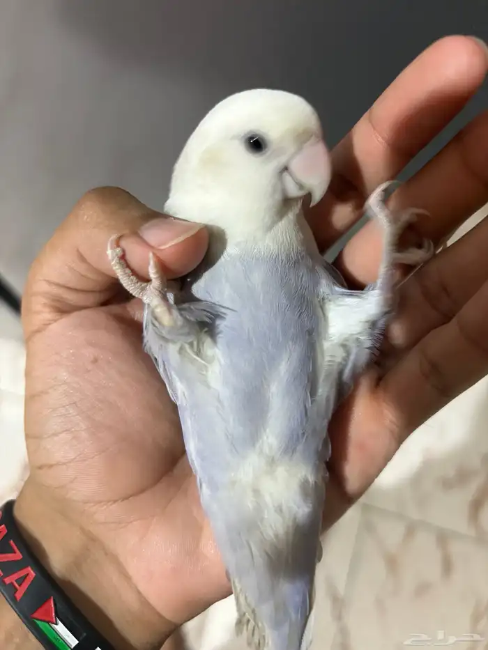طيور روز للبيع على السوم 3