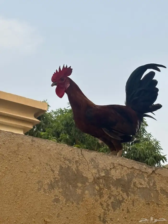 ديك واثنتين دجاج بلدي 0