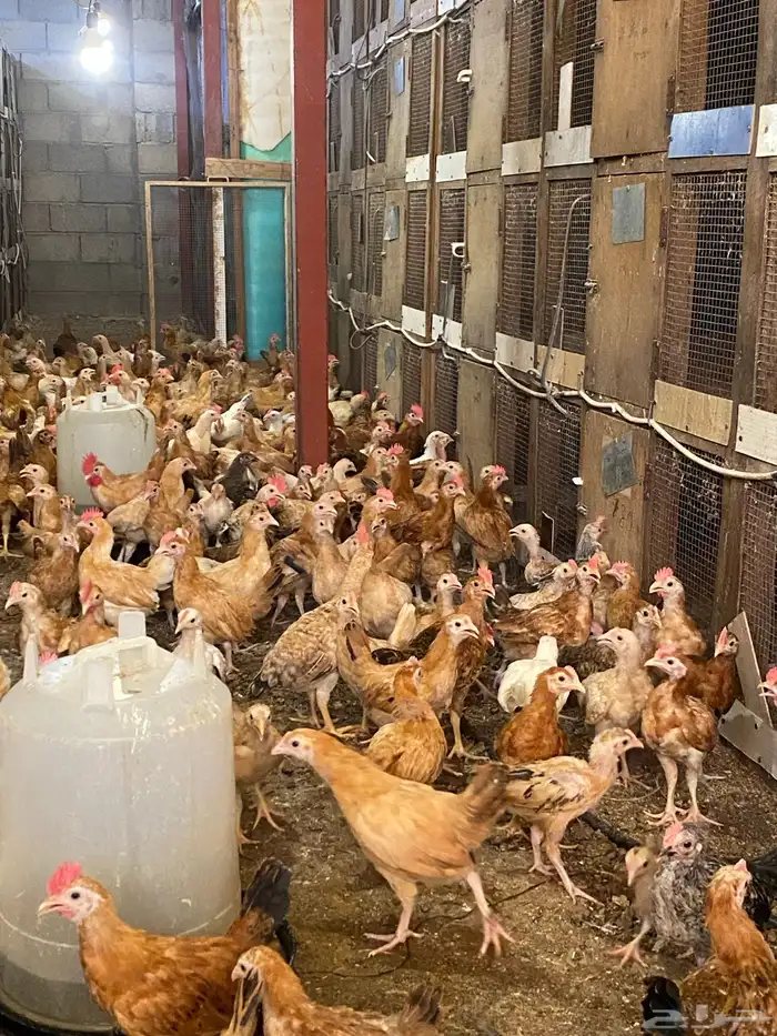 للبيع صوص دجاج بلدي عمر شهرين 350 حبه 5