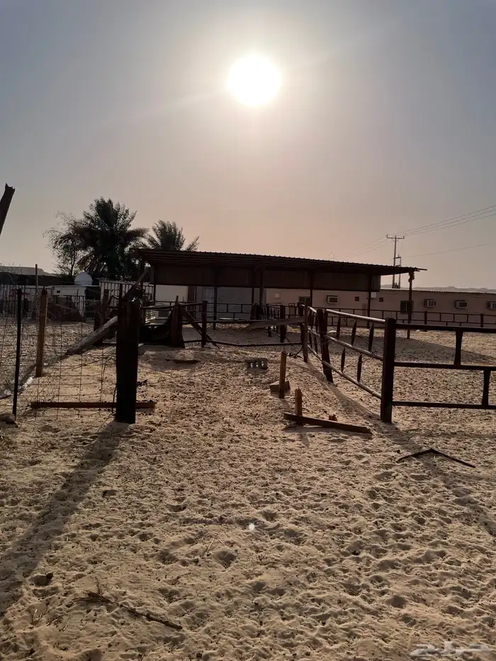مجلس وشبك ابل للبيع 1