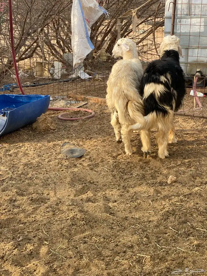 طلي نجدي فروع 6